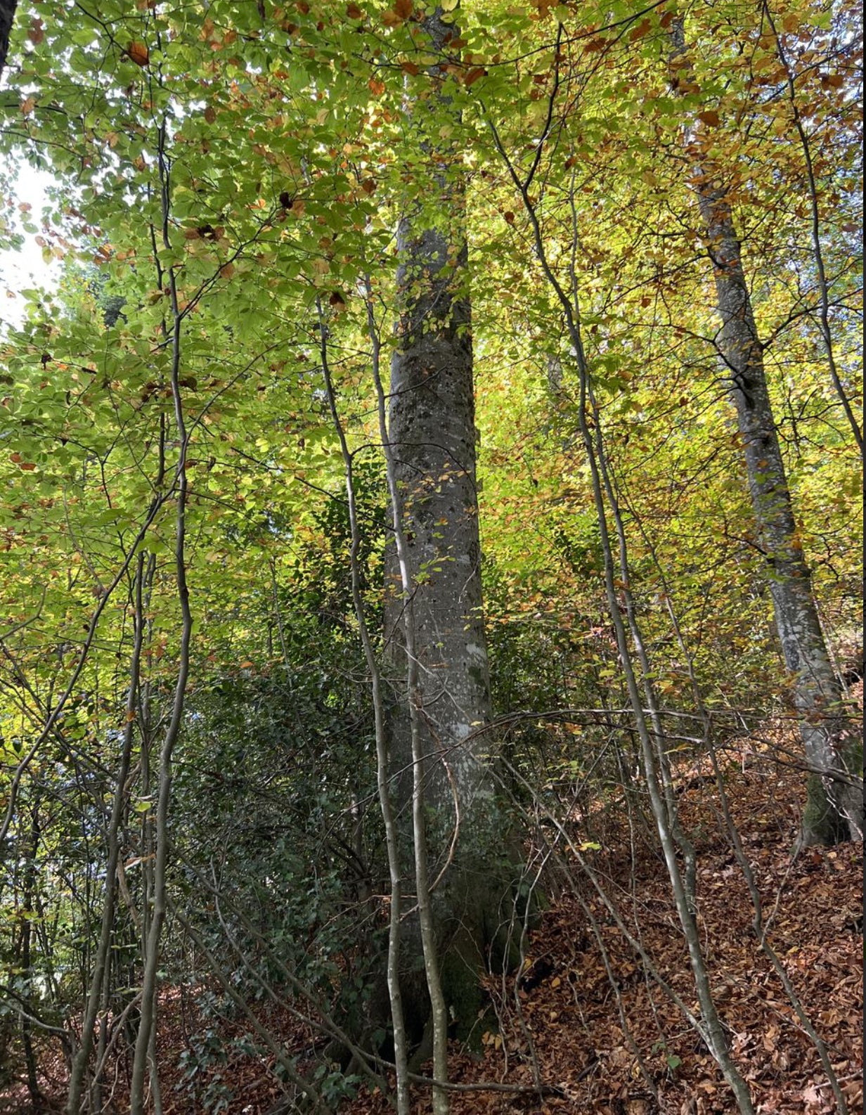 Bild Front von geschĂŒtztem Baum aus mein Baum